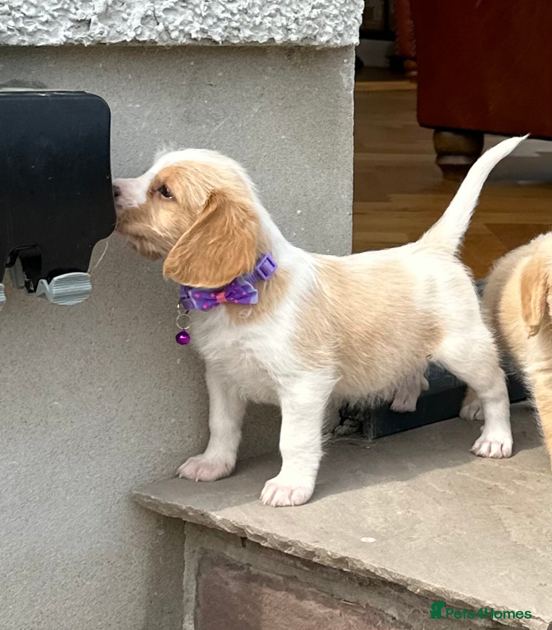 Mixed Breed dogs for sale: Beautiful Beagle X Cavapoo Puppies 🐾  - Image 5