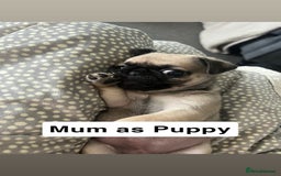 Mixed Breed dogs for sale: Beautiful Pug × Bichon Frise Puppies – Ready 08/12 - Advert 19