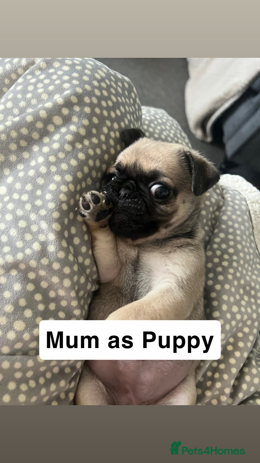 Mixed Breed dogs for sale: Beautiful Pug × Bichon Frise Puppies – Ready 08/12 - Advert 19