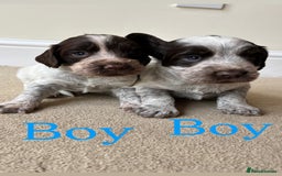Cocker Spaniel dogs for sale: STUNNING FUR BABYS NEED A HOME🐶🩷🩵 - Image 5
