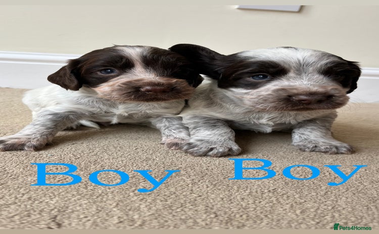 Cocker Spaniel dogs - Advert 7