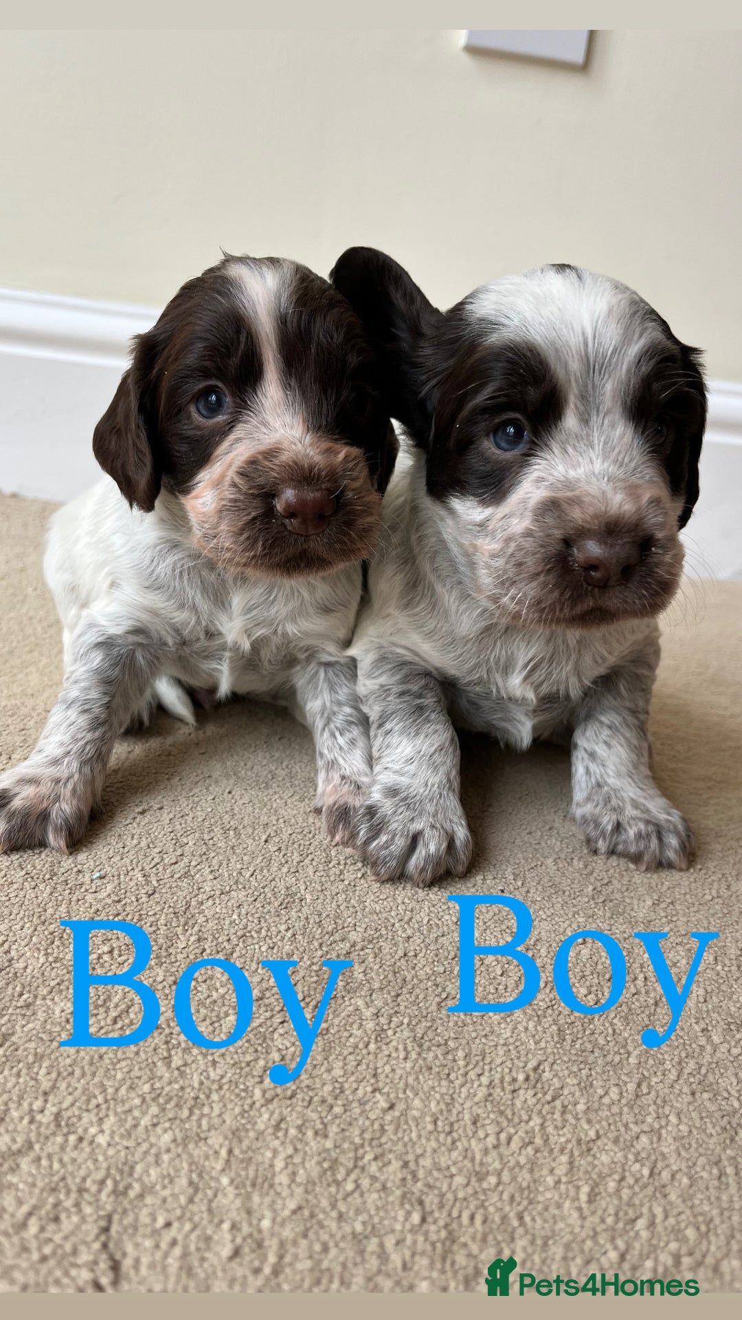 Cocker Spaniel dogs for sale: STUNNING FUR BABYS NEED A HOME🐶🩷🩵 - Image 5