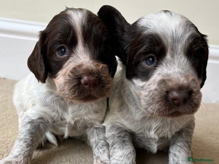 Cocker Spaniel dogs - Advert 13