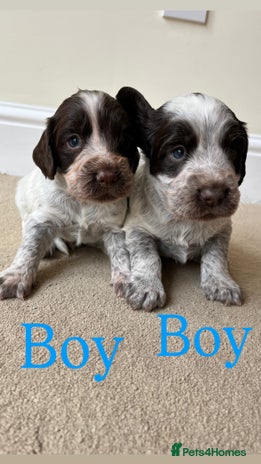 Cocker Spaniel dogs - Advert 9