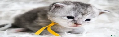 Maine Coon Kitten 1