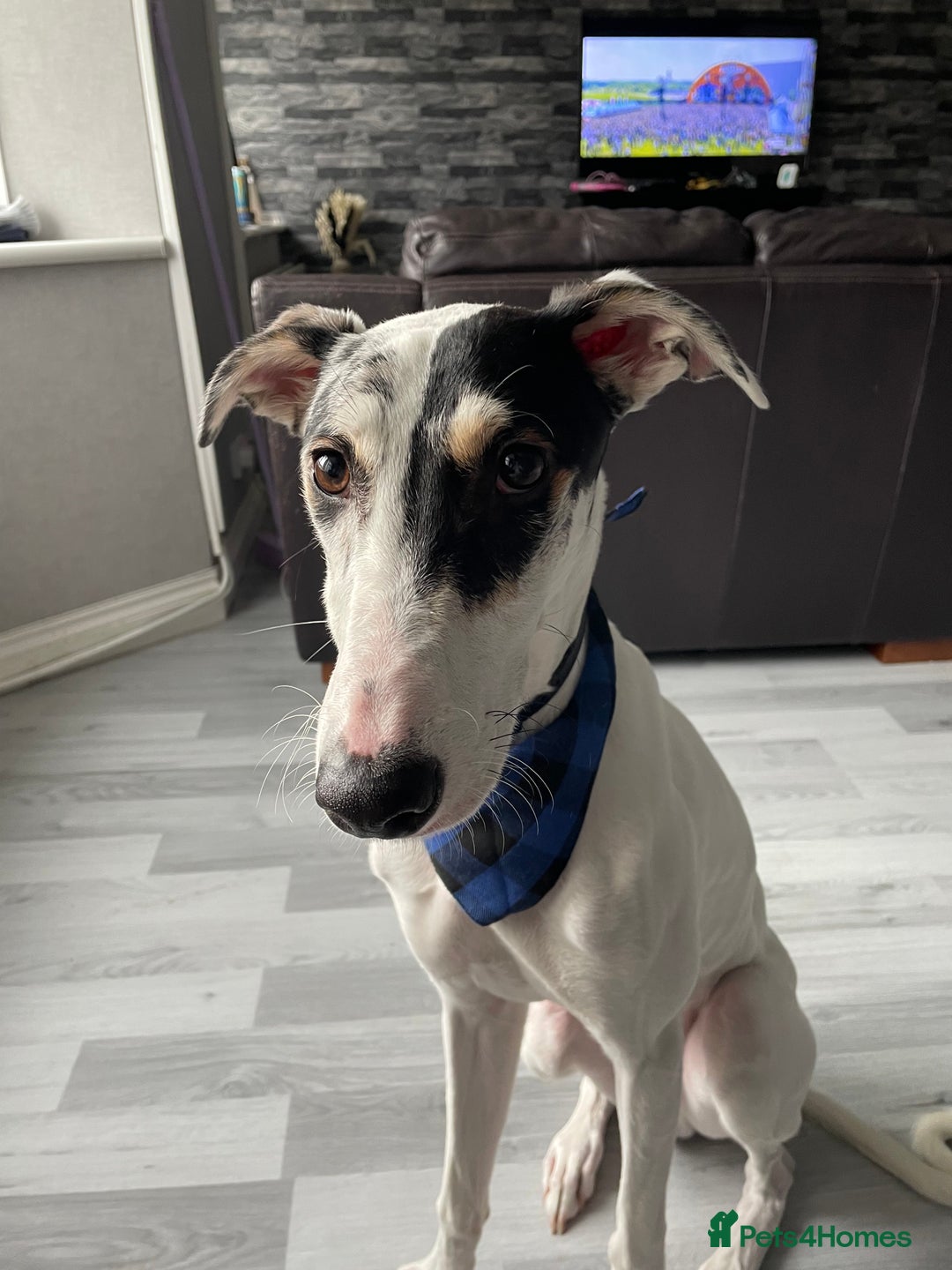 Mixed Breed dogs for sale: Flash  - Image 3