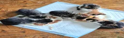Mixed Breed cats for sale: Adorable Kittens for sale - Advert 26