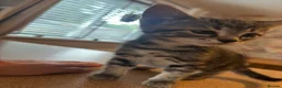 Mixed Breed cats for sale: Mixed breed kittens 🩷 - Advert 5