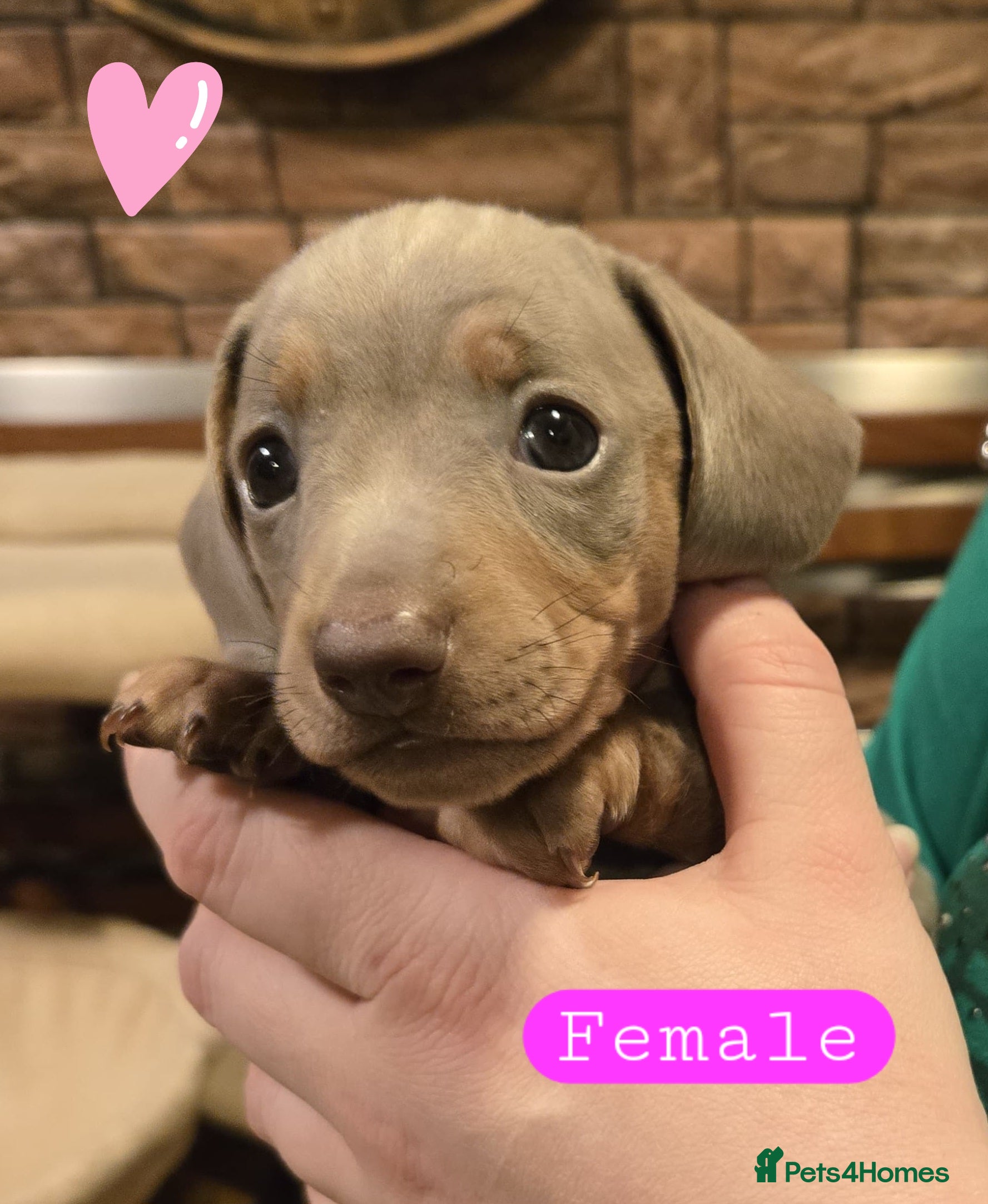 Miniature Dachshund dogs Please ask about future litters - pups have homes  - Advert 12