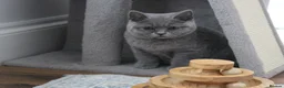 British Shorthair cats for sale: Blue British Shorthair ✨ chunky teddy bear kittens - Advert 9