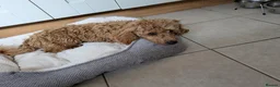 Toy Poodle dogs for sale: Toy poodle  - Advert 5