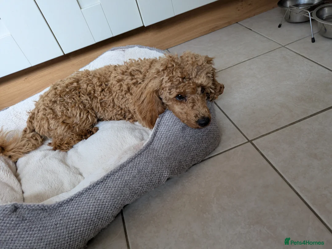 Toy Poodle dogs for sale: Toy poodle  - Advert 5