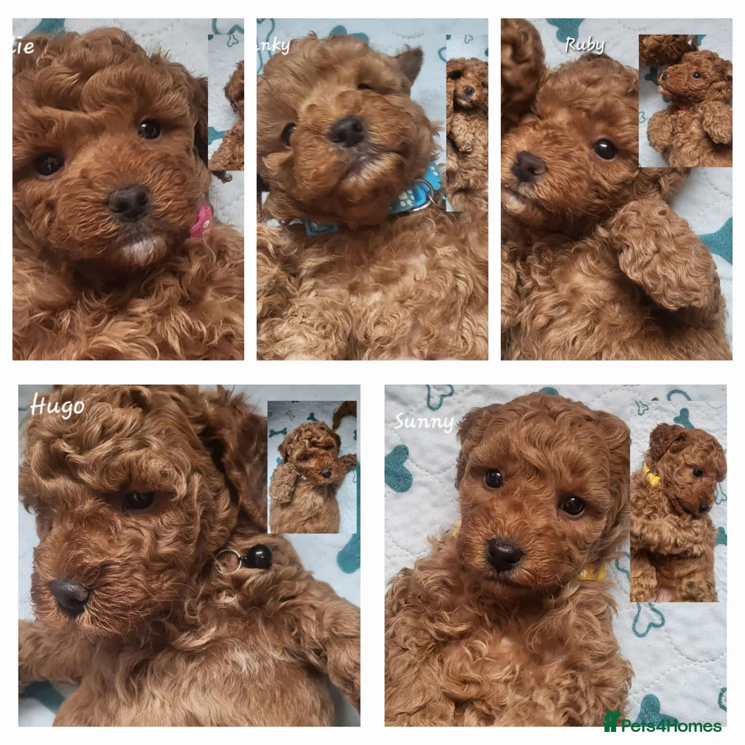 Toy Poodle dogs for stud:  stud toy poodle, KC reg and DNA tested and clear in Gloucester - Advert 15