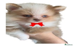 Pomeranian dogs for sale: 1 Male Pomeranian Puppy Left‼️ - Advert 2