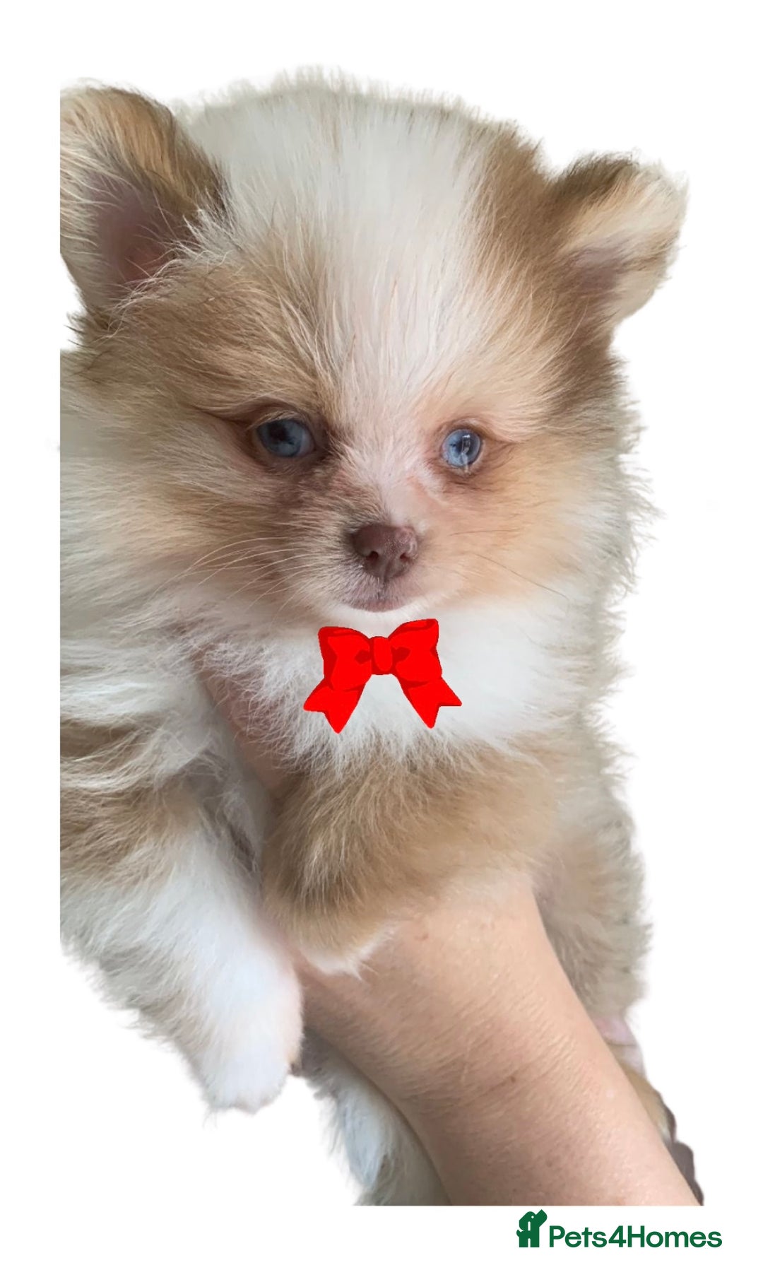 Pomeranian dogs for sale: 1 Male Pomeranian Puppy Left‼️ - Advert 2