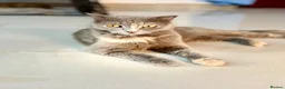 Arabian Mau cats for adoption: Bella  - Advert 4