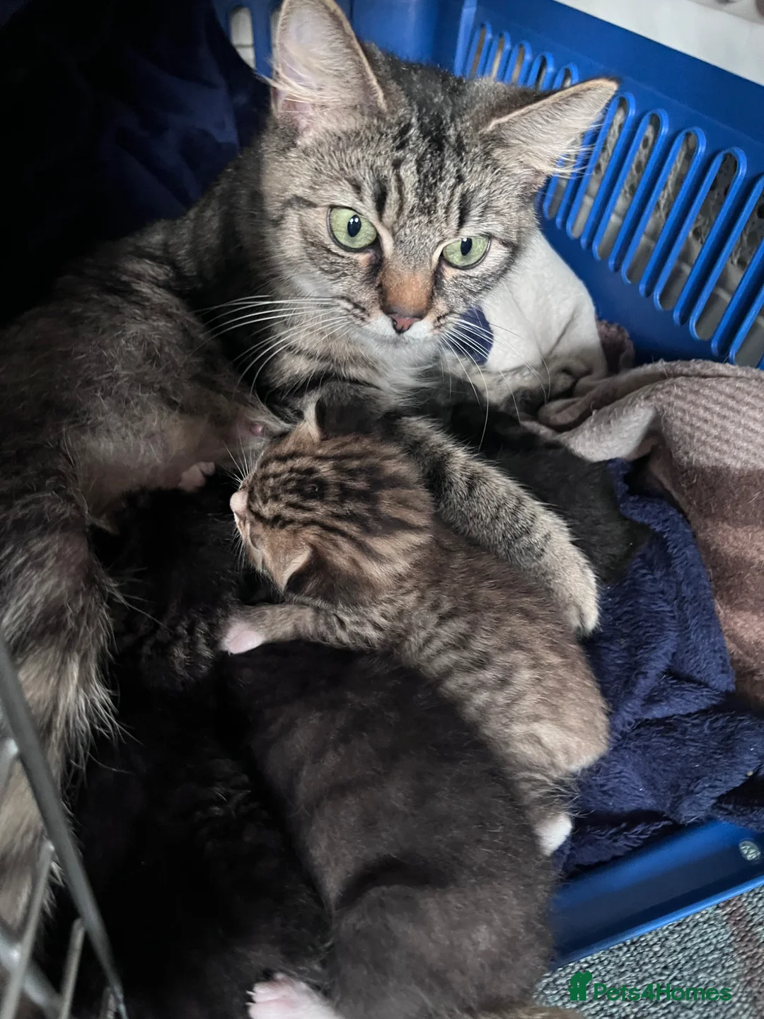 Mixed Breed cats for sale: Gorgeous fluffy kittens - Advert 7