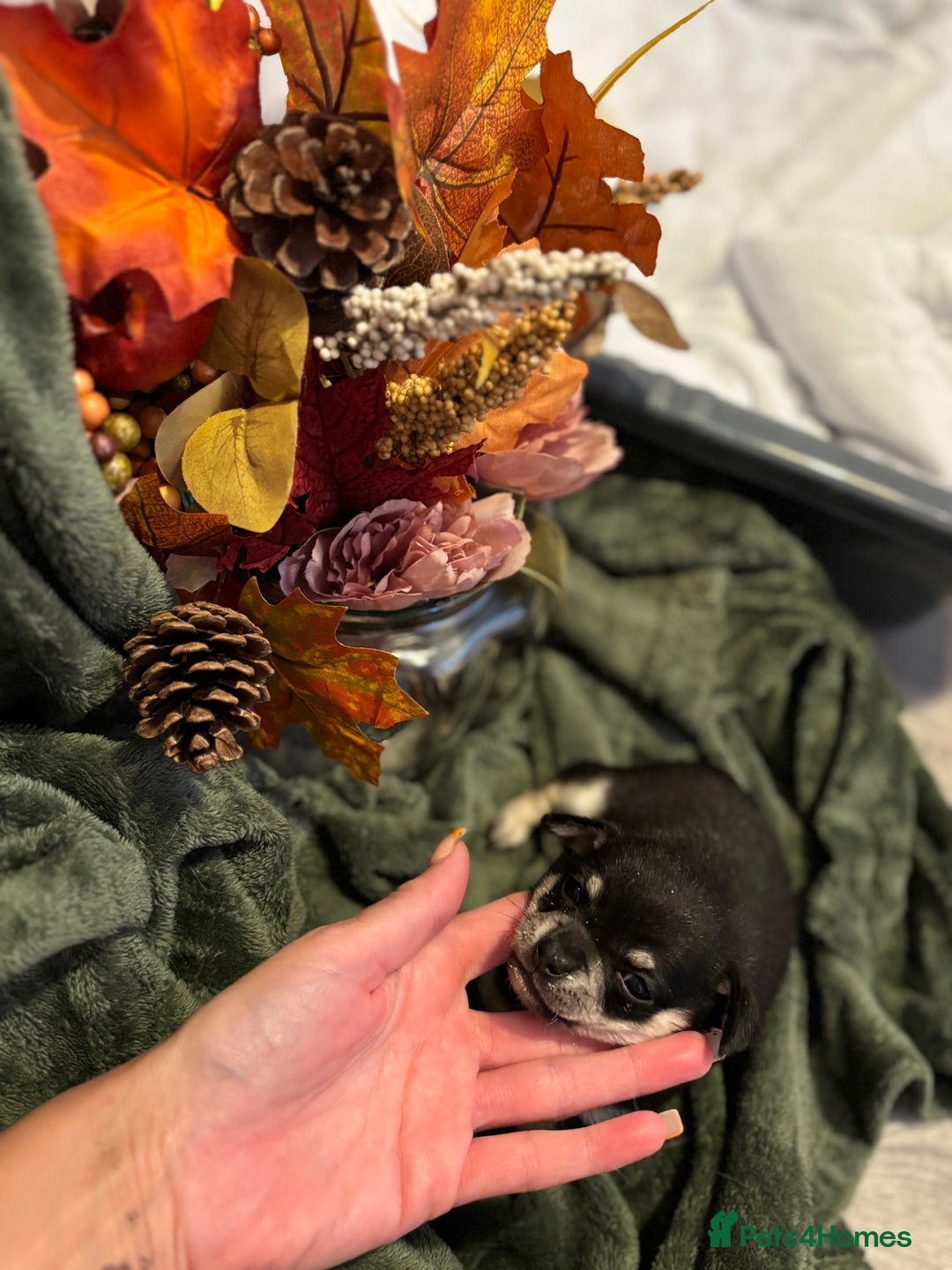 Chihuahua dogs for sale: Beautiful litter of chihuahua boys & girls  - Image 10