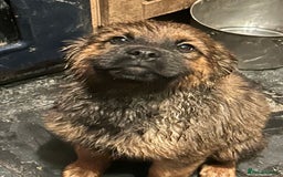 Mixed Breed dogs for sale: Rottweiler x Akita  mastiff pups - Advert 25