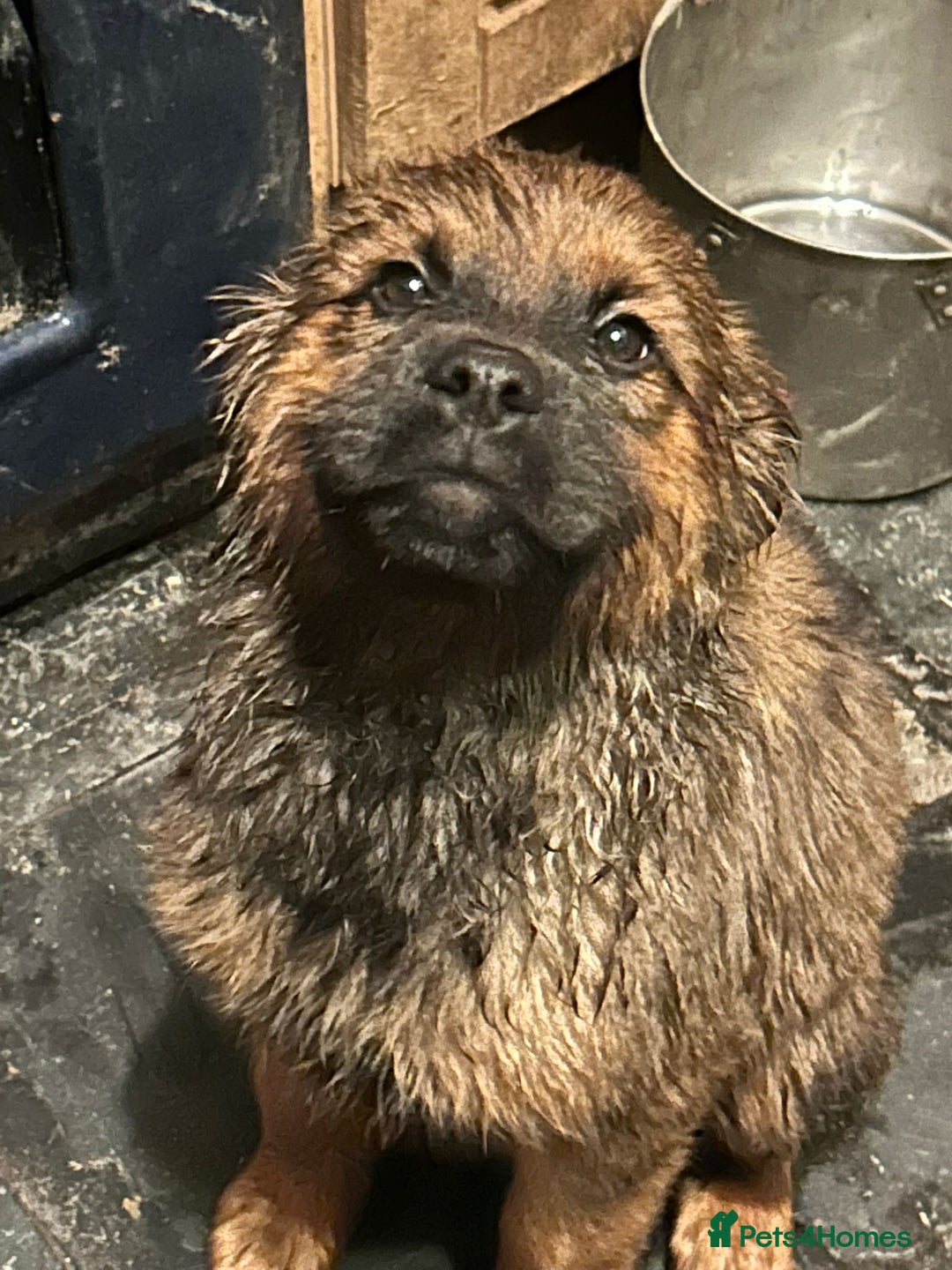 Mixed Breed dogs for sale: Rottweiler x Akita  mastiff pups - Advert 25