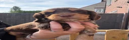 Sprocker dogs for sale: 🐾Sprocker puppies🐾 - Advert 5
