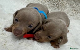 Miniature Dachshund dogs for sale: Miniature dachshund puppies - Image 3