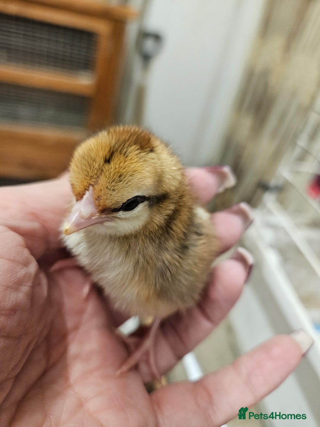 Chickens poultry for sale: Chicks  - Image 1