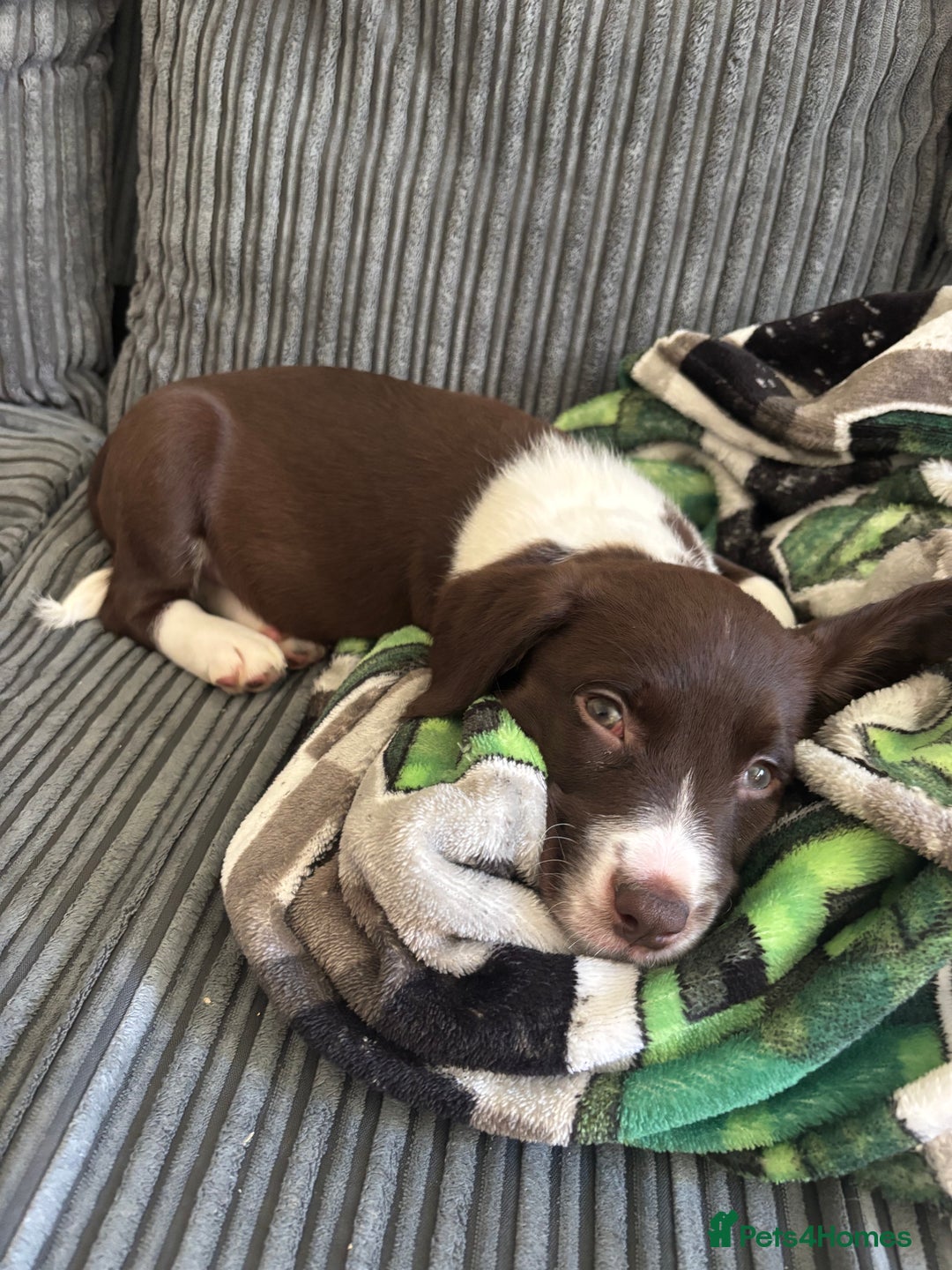 Sprollie dogs for sale: Female Sprollie puppy - Image 7