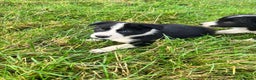 Border Collie dogs for sale: Border Collies - available for  **  - Advert 5