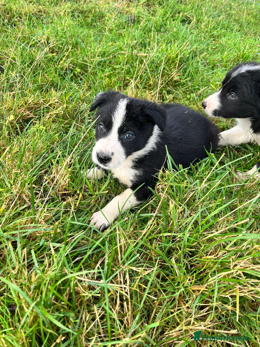 Border Collie dogs for sale: Border Collies - available for  **  - Advert 5