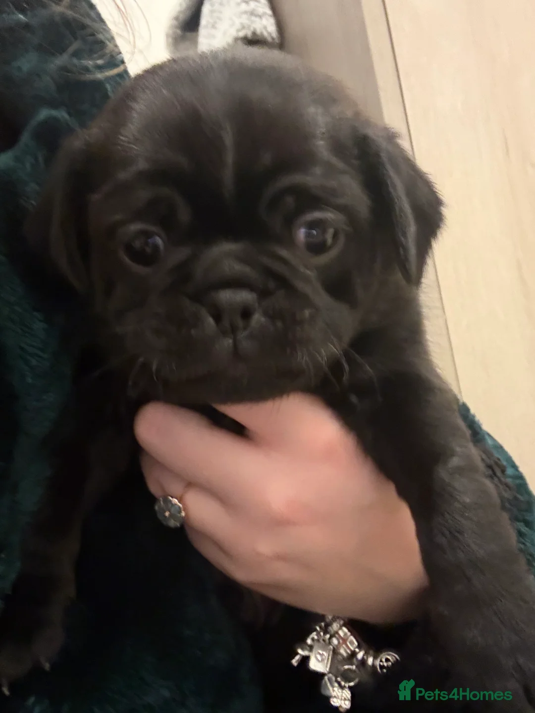 Pug dogs for sale: 3 gorgeous pug puppies - Advert 16