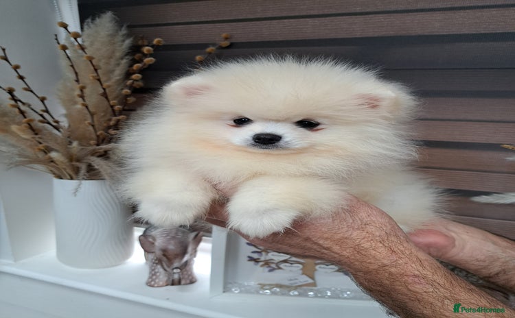 Pomeranian dogs - Advert 2