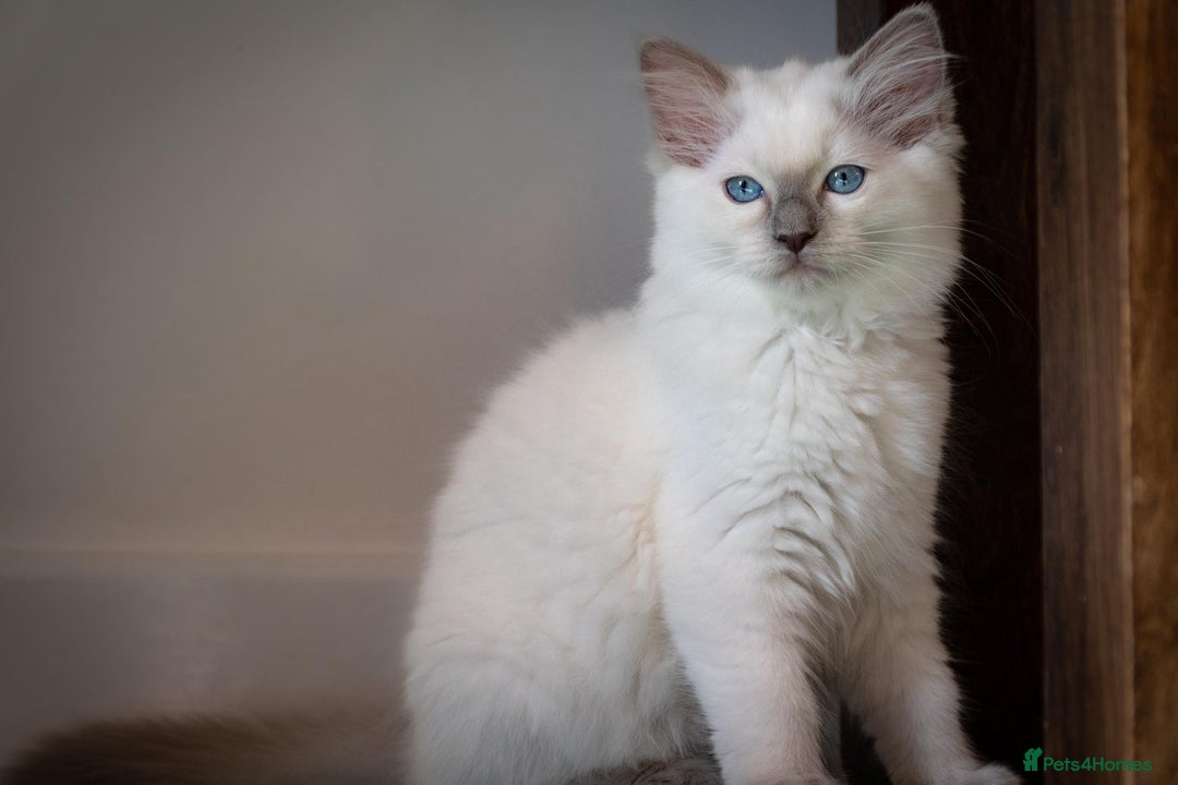 Ragdoll cats for sale: Ready Now GCCF Ragdoll Kittens Irresistibly Cuddly - Image 6
