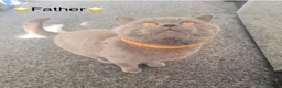 British Shorthair cats for sale: Stunning Lilac BSH GCCF Kittens -1 Available - Advert 10