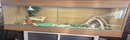 Bearded Dragon reptiles for sale: Red Bearded dragon full setup in Southampton - Advert 4