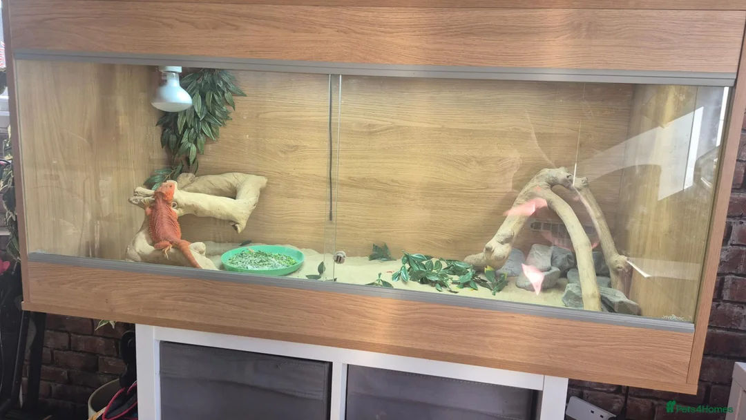 Bearded Dragon reptiles for sale: Red Bearded dragon full setup in Southampton - Advert 4