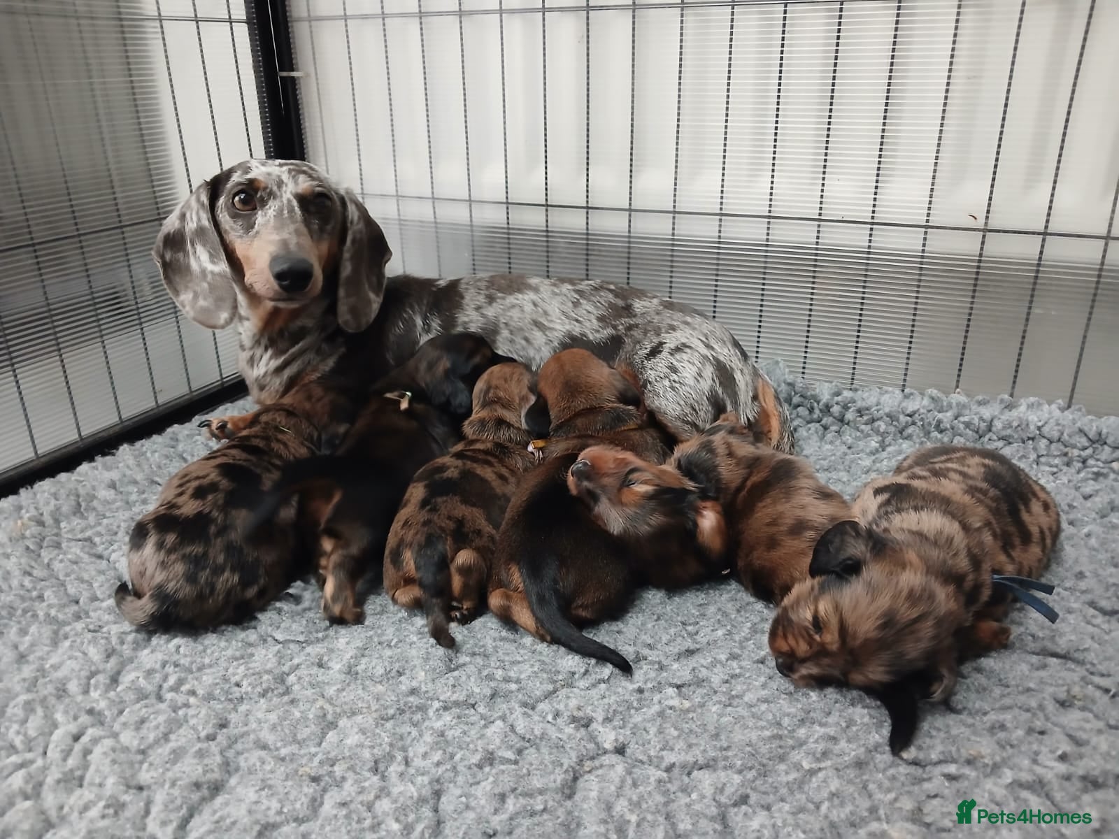 Miniature Dachshund dogs Miniature Dachshund Long & Smooth coats PRA clear - Advert 2