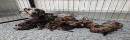 Miniature Dachshund dogs for sale: Miniature Dachshund Long & Smooth coats PRA clear - Advert 2