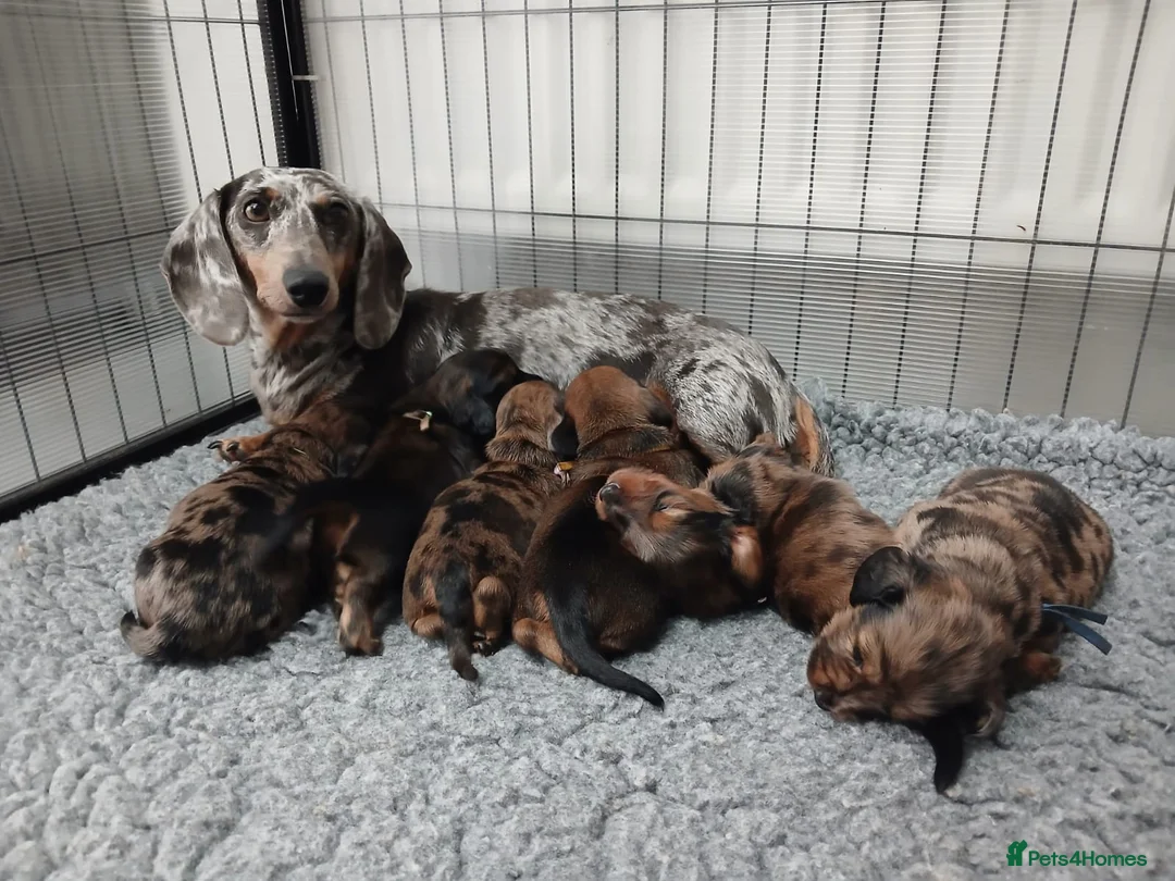 Miniature Dachshund dogs for sale: Miniature Dachshund Long & Smooth coats PRA clear - Advert 2
