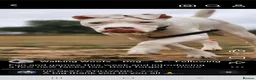 American Bulldog dogs for sale: Very loving american bulldog  - Advert 8