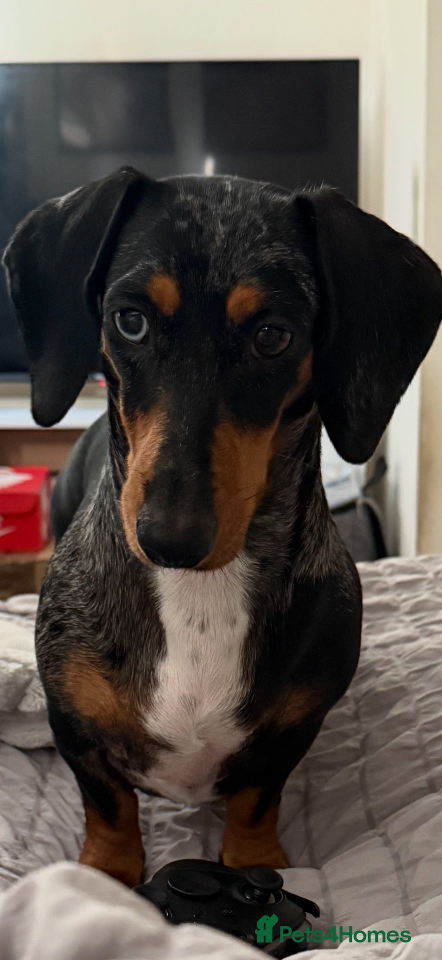 Miniature Dachshund dogs Gorgeous mini dachshund puppies 🩷 - Advert 1