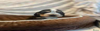 Cocker Spaniel 1
