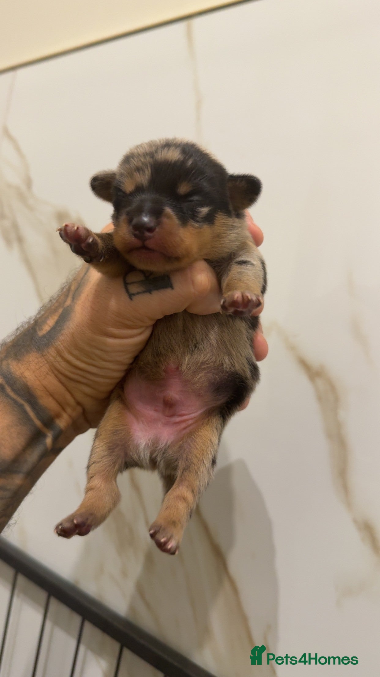 Miniature Dachshund dogs ** MINIATURE DACHSHUND BOYS ** - Advert 15