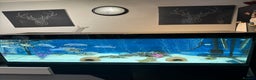 Cichlids fish for sale: Dolphin Malawi - Advert 3