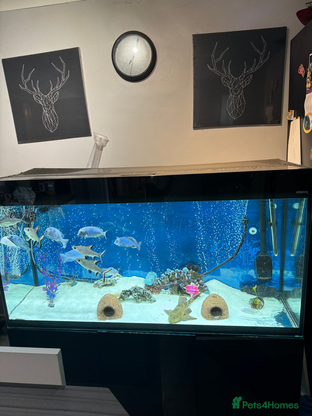 Cichlids fish for sale: Dolphin Malawi - Advert 3