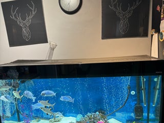 Cichlids fish Dolphin Malawi Each - Advert 1