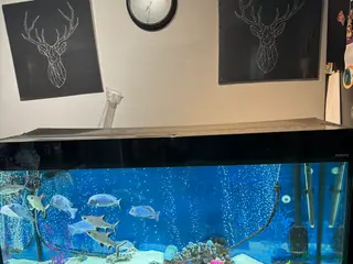 Cichlids fish Dolphin Malawi Each - Advert 10