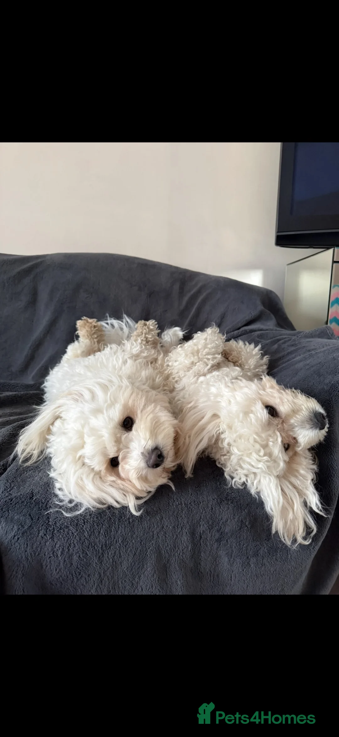 Bichon Frise dogs for sale: Hi there - Advert 12