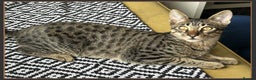 Savannah cats for sale: Super affectionate F6 SBT Savannah boy - Advert 2