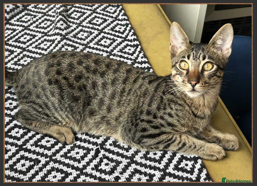 Savannah cats for sale: Super affectionate F6 SBT Savannah boy - Advert 2